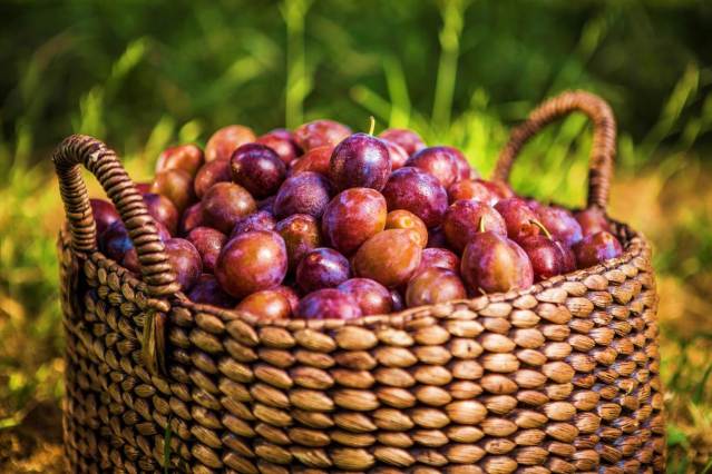 Dried-Plums-a-Natural-Remedy-for-Cancer-Colon-Risks